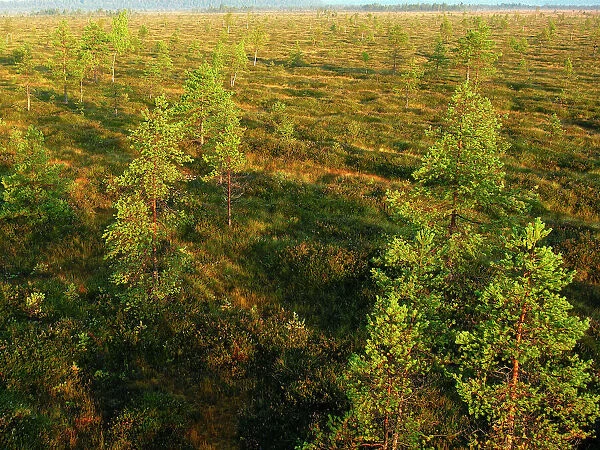 Estonia - Peat bog in Nigula national park