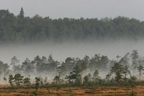 Estonia - Peat bog in Nigula national park