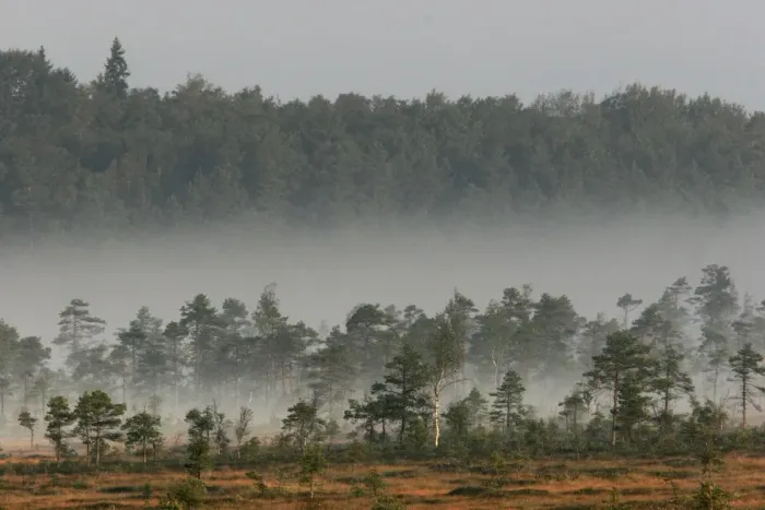 Framed Print : Estonia - Peat bog in Nigula national park Framed Print : Estonia - Peat bog in Nigula national park