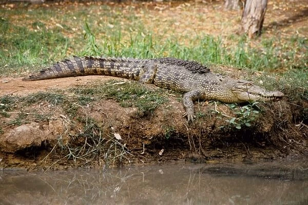 Estuarine crocodile (Crocodylus porosus). Queensland, Australia (captive specimen)