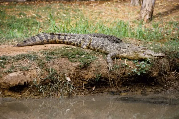Framed Print : Estuarine crocodile (Crocodylus porosus). Queensland, Australia (captive specimen) Framed Print : Estuarine crocodile (Crocodylus porosus). Queensland, Australia (captive specimen)