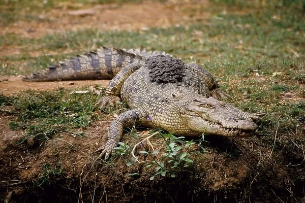 Estuarine crocodile (Crocodylus porosus). Queensland, Australia (captive specimen)