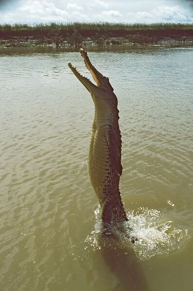 Estuarine Crocodile - jumping for fish thrown from boat - Kakadu National Park (World Heritage Area), Northern Territory, Australia JLR00325