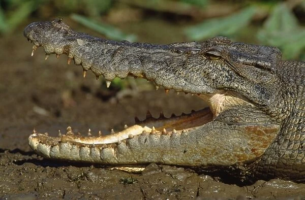 Estuarine Crocodile - Kakadu National Park - Northern Territory - Australia