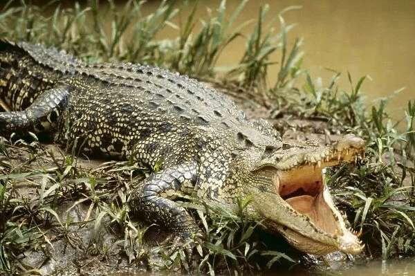 Estuarine Crocodile LA 324 Queensland Australia Crocodilus porosus © J. M. Labat ARDEA LONDON
