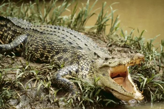 Framed Print : Estuarine Crocodile LA 324 Queensland Australia Crocodilus porosus © J. M. Labat ARDEA LONDON Framed Print : Estuarine Crocodile LA 324 Queensland Australia Crocodilus porosus © J. M. Labat ARDEA LONDON