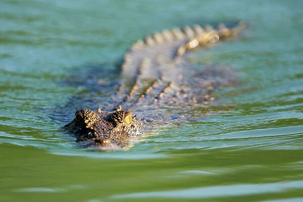 Estuarine Crocodile A medium-sized animal along the Prince Regent River, Kimberley coast, Western Australia