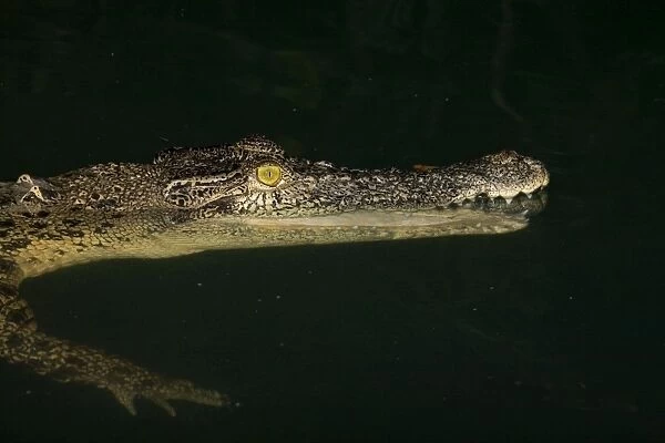 Estuarine Crocodile at night Among mangroves along the Kimberley coast, Western Australia