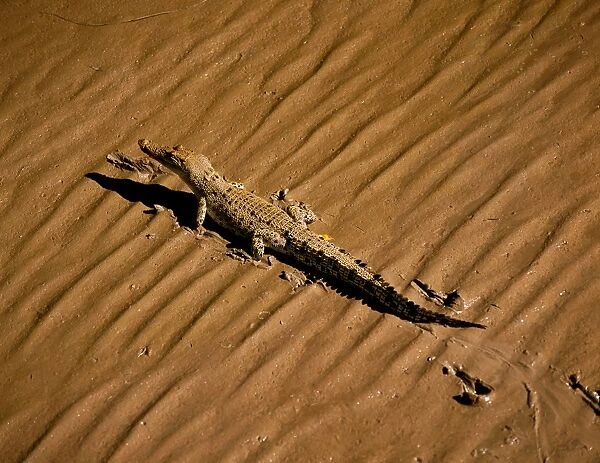 Estuarine  /  Indo-Pacific  /  Saltwater Crocodile - Walking across wet sand, Northern Territory, Australia JPF29434