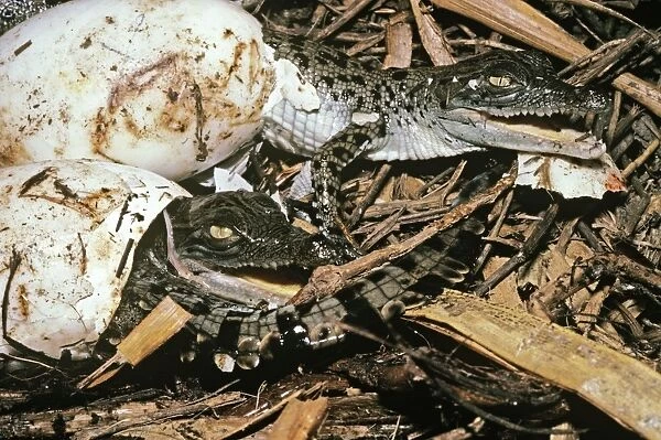 Estuarine / Saltwater) Crocodile -baby breaking out of egg, hatchling at nest. Northern Territory, Australia. FWO00169