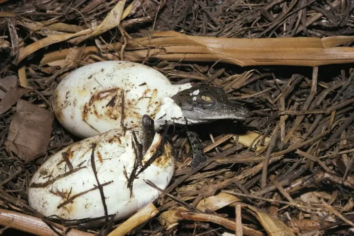 Framed Print : Estuarine / Saltwater Crocodile - baby breaking out of egg, hatchling at nest. Northern Territory, Australia FWO00236 Framed Print : Estuarine / Saltwater Crocodile - baby breaking out of egg, hatchling at nest. Northern Territory, Australia FWO00236