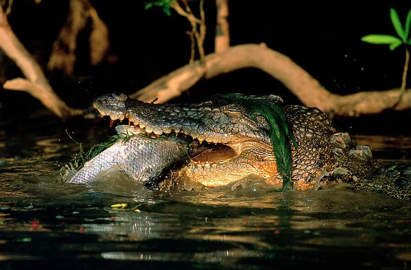 Estuarine  /  Saltwater Crocodile - Eating Barramundi (Lates calcarifer), Yellow Water, Kakadu National Park (World Heritage Area), Northern Territory, Australia JPF50622