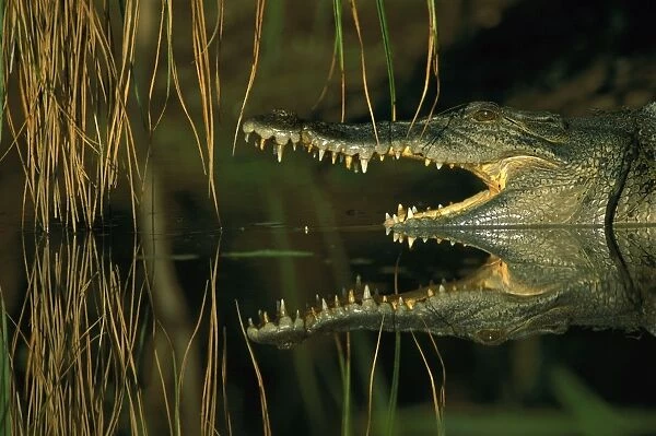 Estuarine  /  Saltwater Crocodile - Head and reflection in water - Kakadu National Park (World Heritage Area), Northern Territory, Australia JPF50860