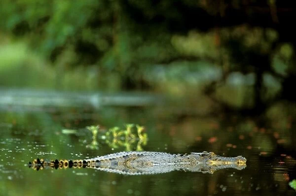 Estuarine  /  Saltwater Crocodile (Lates calcarifer) partly submerged in water, Yellow Water, Kakadu National Park (World Heritage Area), Northern Territory, Australia JPF51336