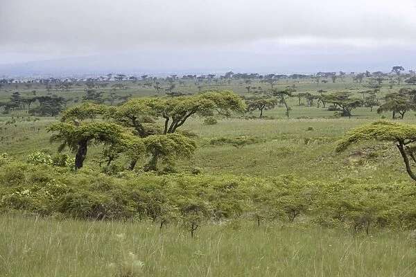 Ethiopia - Acacia trees & grasslands. region of Yabelo Southern Ethiopia