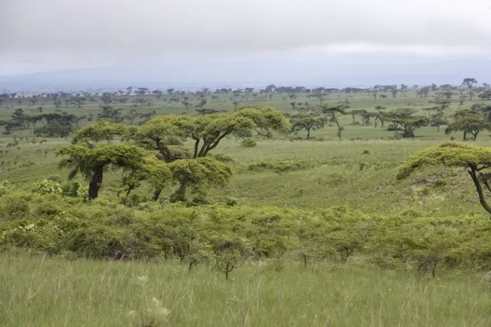 Framed Print : Ethiopia - Acacia trees & grasslands. region of Yabelo Southern Ethiopia Framed Print : Ethiopia - Acacia trees & grasslands. region of Yabelo Southern Ethiopia