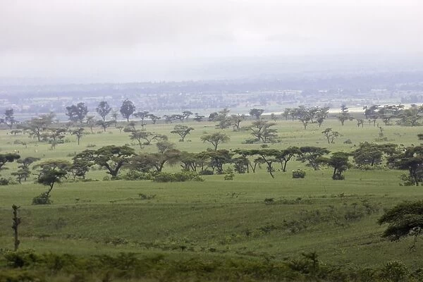 Ethiopia - Acacias and Savane trees in the region of Yabelo. Southern Ethiopia