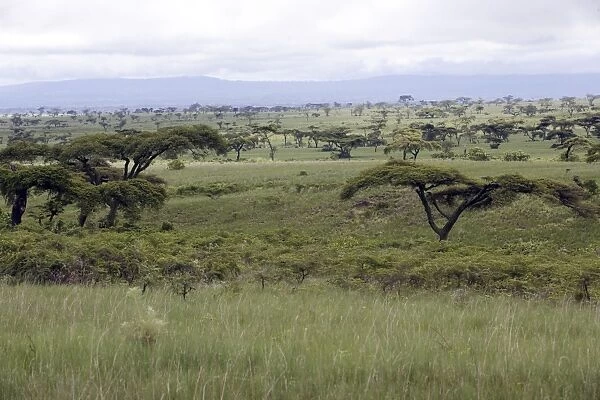 Ethiopia - Savane tree, Acacias and grass pasture in the region of Yabelo Southern Ethiopia