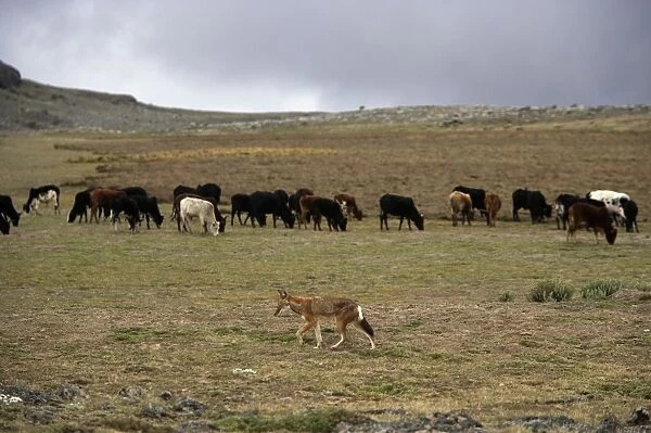 Ethiopian Wolf  /  Abyssinian Wolf  /  Simien Jackal  /  Simien fox - with cows in background - is a problem cows coming into the National Park. Bale Mountains - Ethiopia. Tableland of Sanetti ( 4000 m altitude )