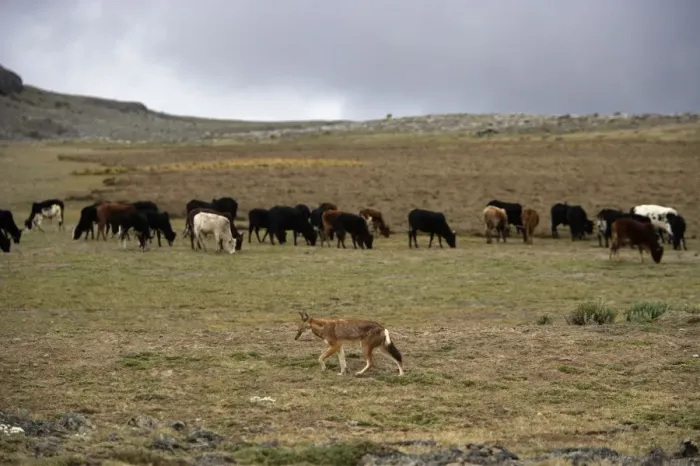 Framed Print : Ethiopian Wolf / Abyssinian Wolf / Simien Jackal / Simien fox - with cows in background - is a problem cows coming into the National Park. Bale Mountains - Ethiopia. Tableland of Sanetti ( 4000 m altitude ) Framed Print : Ethiopian Wolf / Abyssinian Wolf / Simien Jackal / Simien fox - with cows in background - is a problem cows coming into the National Park. Bale Mountains - Ethiopia. Tableland of Sanetti ( 4000 m altitude )