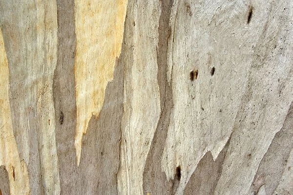 Eucalypt bark - detail of the smooth and glossy bark of an eucalypt tree - Tasmania, Australia