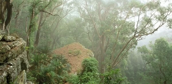 Eucalypt forest in mist, Kangaroo Valley, east slopes of Great Dividing Range, New south Wales, Australia JPF32127