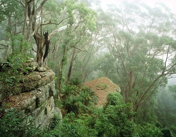 Eucalypt forest in mist, Kangaroo Valley, east slopes of Great Dividing Range, New south Wales, Australia JPF32118