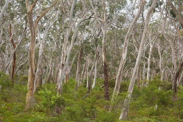 Eucalypt Forest - view into a lightly wooded coastal eucalypt forest with Manna Gum trees, the habitat of the Koala. Manna Gums are one of their favourite feeding trees - Cape Otway, Victoria, Australia