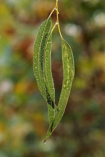 Eucalypt leaves - covered in dew, Australia JPF32140