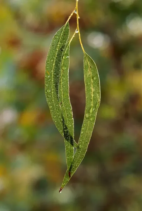 Framed Print : Eucalypt leaves - covered in dew, Australia JPF32140 Framed Print : Eucalypt leaves - covered in dew, Australia JPF32140