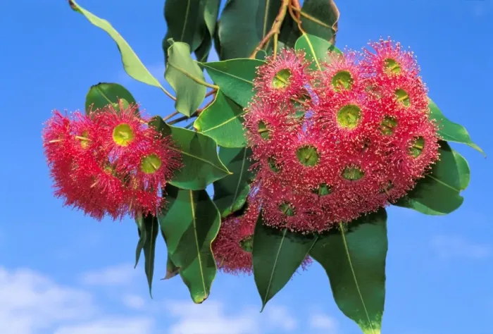 Framed Print : Eucalyptus - flowering Framed Print : Eucalyptus - flowering