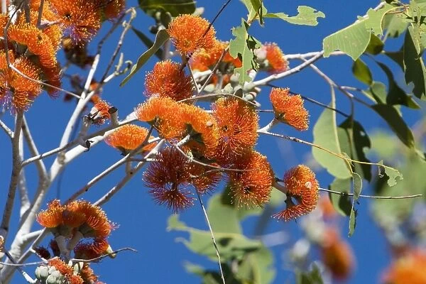 Eucalyptus flowers A Woollybutt tree at Galvan's Gorge; Gibb River Road, Kimberley, Western Australia. Belongs to the Myrtaceae family. Occurs on well-drained sandy soils in high rainfall areas