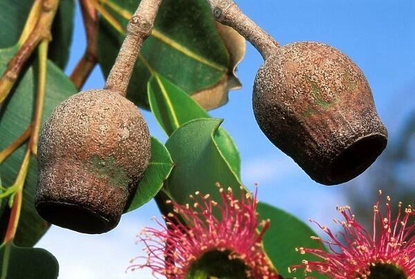 Eucalyptus - fruits