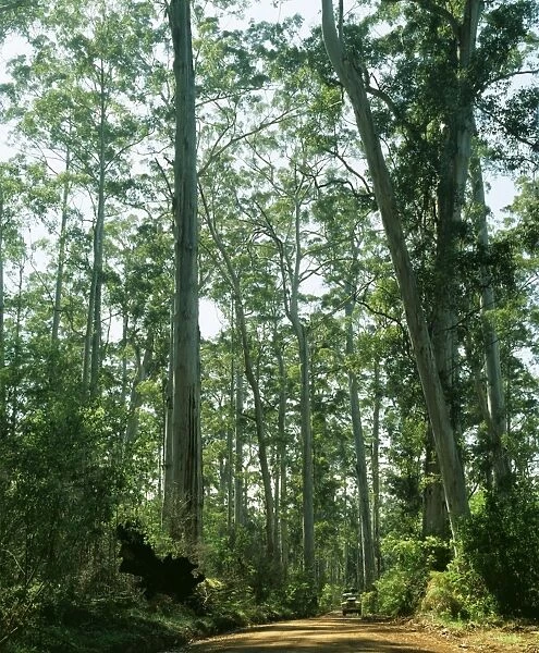 Eucalyptus JPF 3913 Karri forest, Warren National Park, Western Australia. Diversicolor © Jean-Paul Ferrero  /  ARDEA LONDON