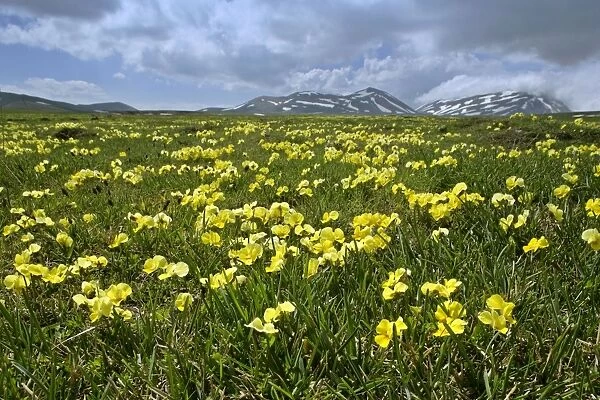 Eugenia Violet in full bloom on Campo Imperatore plateau Gran Sasso National Park, Abruzzian Mountains, Italy