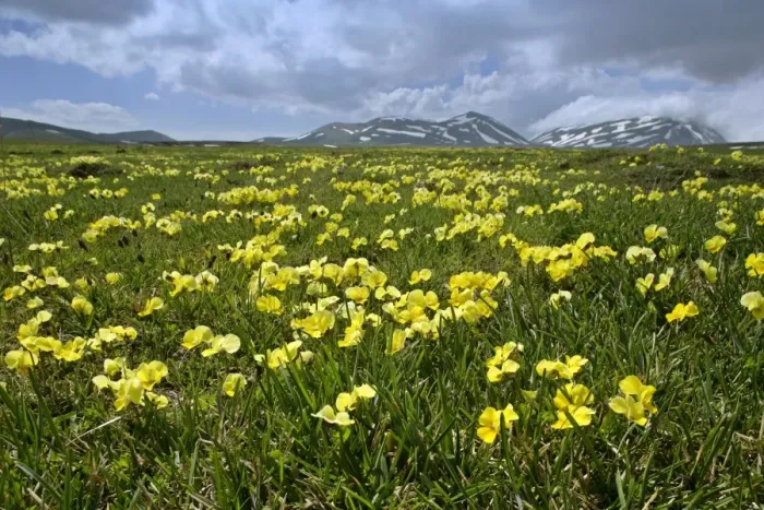 Framed Print : Eugenia Violet in full bloom on Campo Imperatore plateau Gran Sasso National Park, Abruzzian Mountains, Italy Framed Print : Eugenia Violet in full bloom on Campo Imperatore plateau Gran Sasso National Park, Abruzzian Mountains, Italy