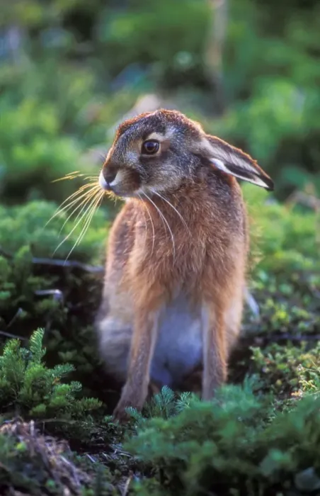 Framed Print : Euorpean Hare Young Framed Print : Euorpean Hare Young