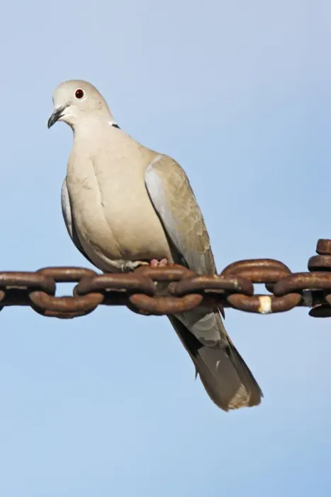 Framed Print : Eurasian Collared-Dove Framed Print : Eurasian Collared-Dove