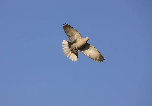 Eurasian Collared Dove Rhodes Greece May