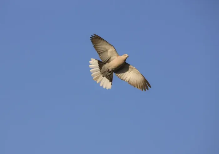 Framed Print : Eurasian Collared Dove Rhodes Greece May