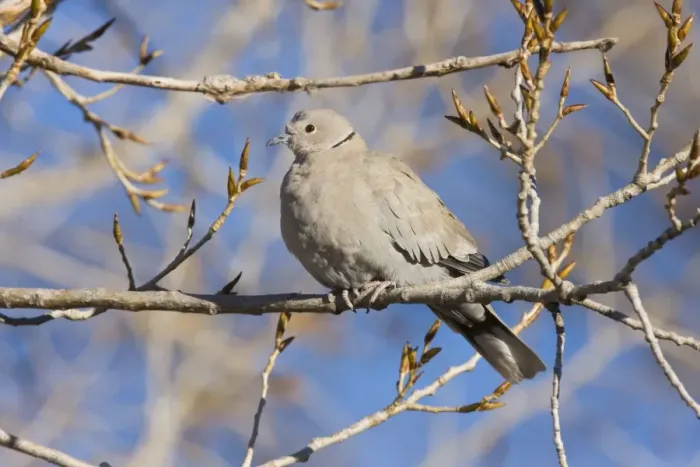Framed Print : Eurasian Collared-Dove - in winter. New Mexico in January