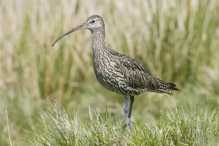 Framed Print : Eurasian Curlew - adult - Scotland Framed Print : Eurasian Curlew - adult - Scotland