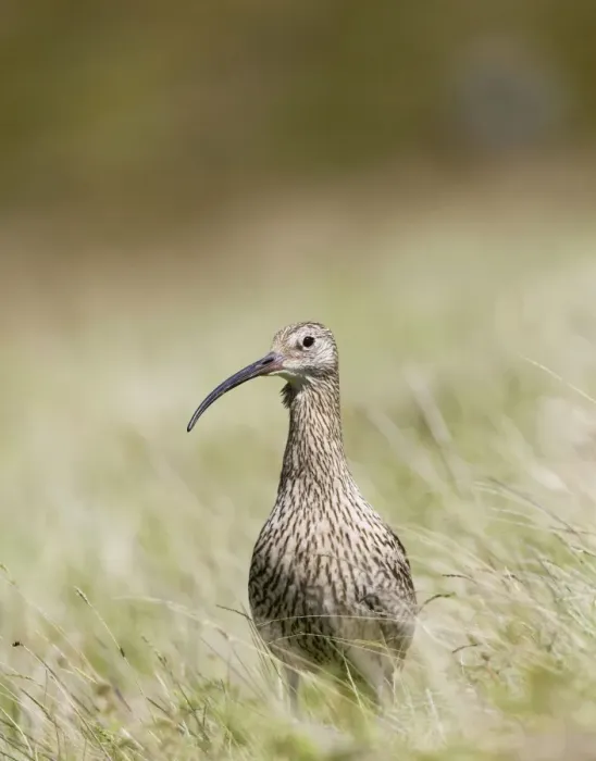 Framed Print : Eurasian Curlew - adult - Scotland Framed Print : Eurasian Curlew - adult - Scotland