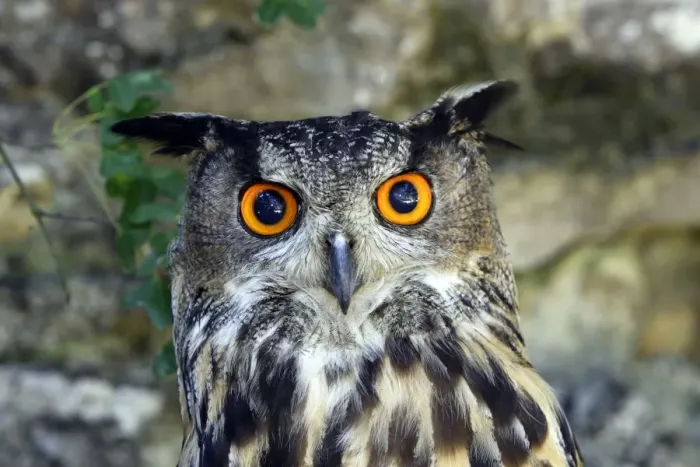 Framed Print : Eurasian Eagle Owl Framed Print : Eurasian Eagle Owl