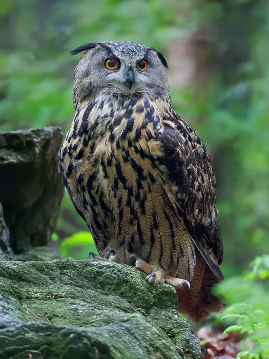 Framed Print : Eurasian eagle-owl. Enclosure in the Bavarian Forest National Park, Germany, Bavaria Date: 06-06-2021