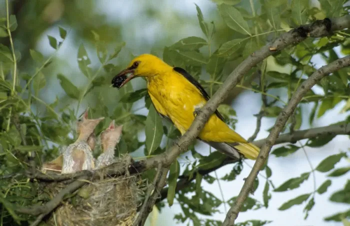 Framed Print : Eurasian Golden Oriole - feeding chicks at the nest Framed Print : Eurasian Golden Oriole - feeding chicks at the nest