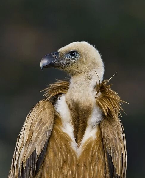Eurasian Griffon Vulture - Andalucia - Spain - February