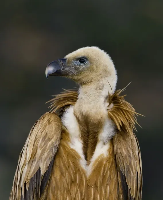 Framed Print : Eurasian Griffon Vulture - Andalucia - Spain - February