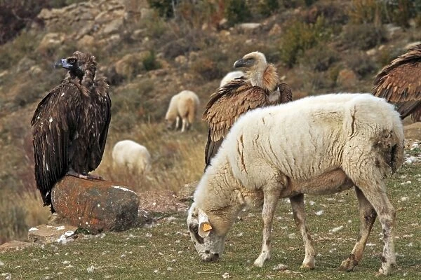Eurasian Griffon Vulture, Black Vulture & sheep - at feeding station. Pyrenees - Spain