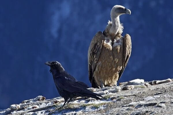 Eurasian Griffon Vulture and common raven (Corvus corax). Ordesa y Monte Perdido National Park - Pyrenees - Spain